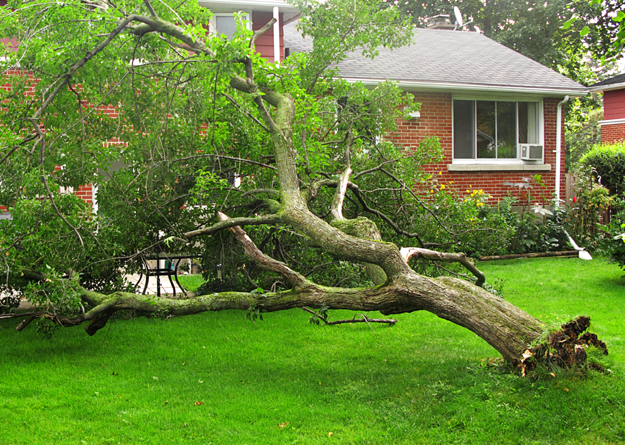 Living with Trees Button